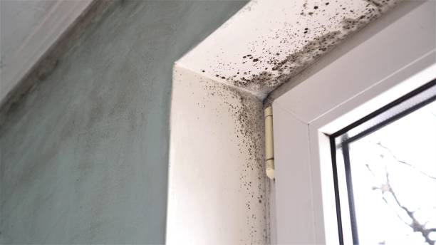 Certified Mold Removal in Tutwiler, MS