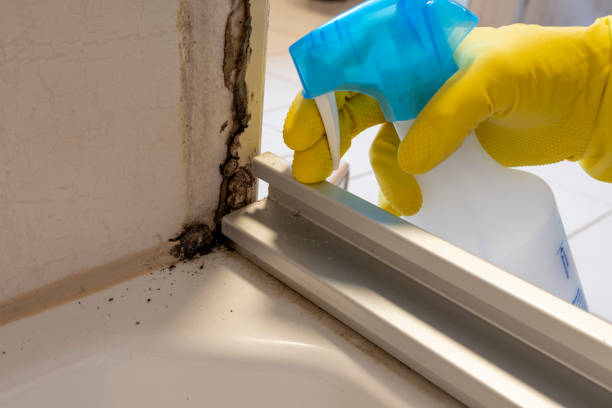 Best Black Mold Removal  in Tutwiler, MS