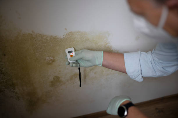 Professional Mold Removal in Tutwiler, MS