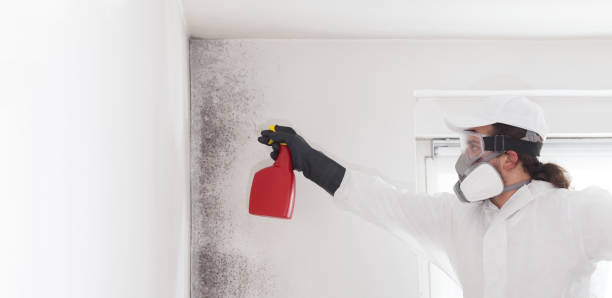 Best Professional Mold Removal  in Tutwiler, MS