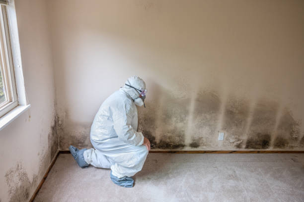 Best Same-Day Mold Removal  in Tutwiler, MS